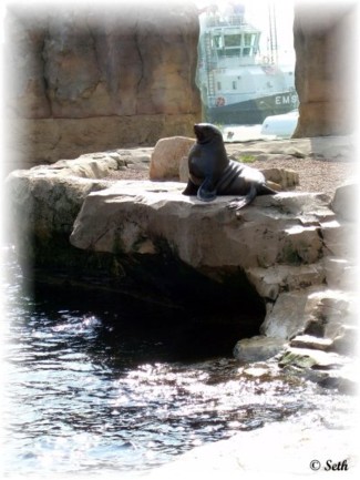 SeaLion_Part_2_by_InsaneSeth2.jpg